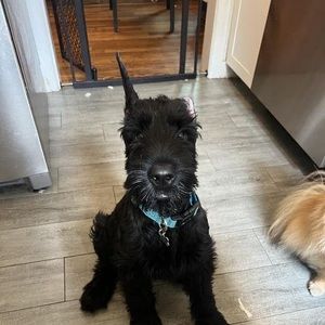 Meet your Posher, Carrie ann